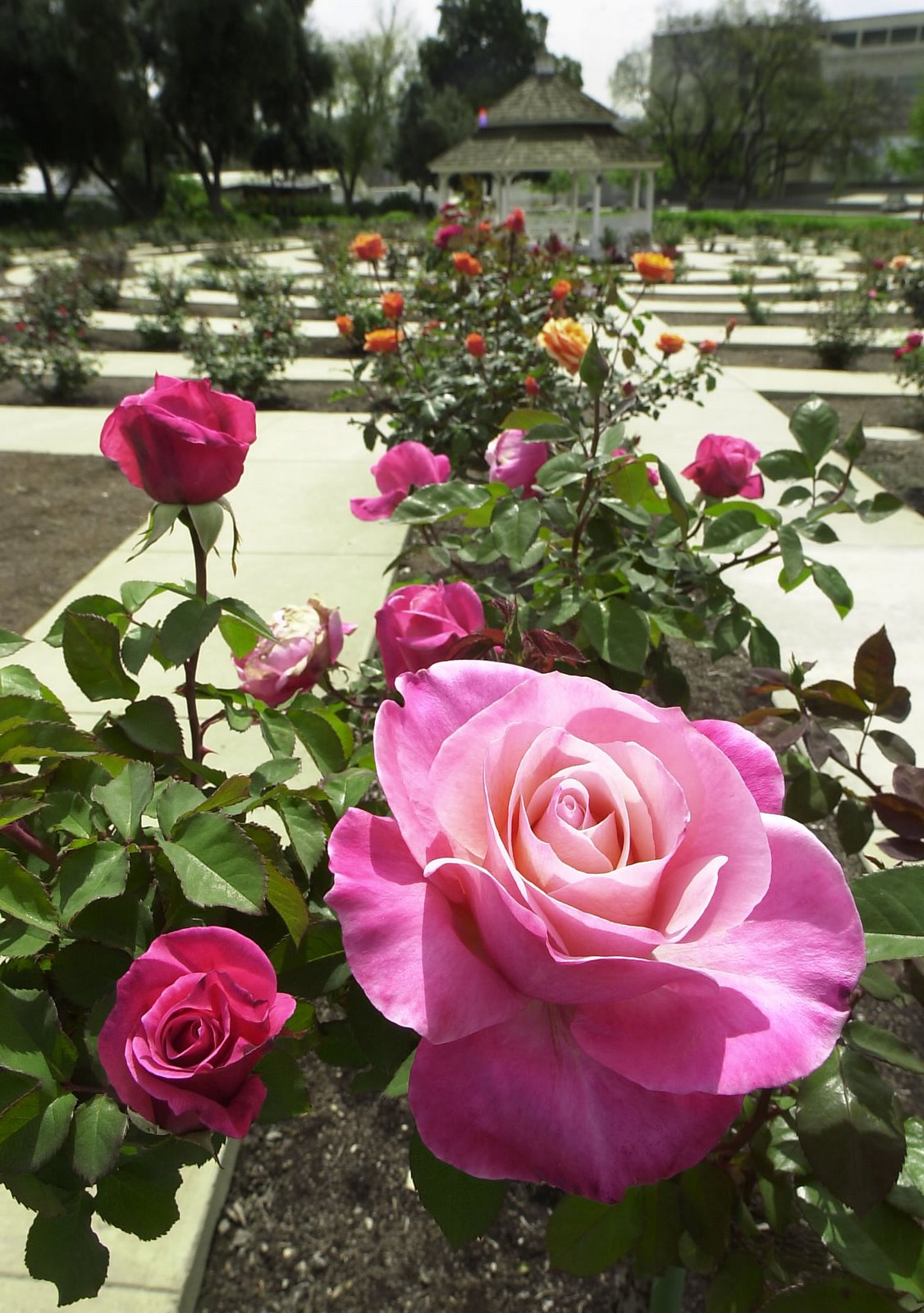 [rose garden.jpg]