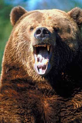 [grizzly+bear.jpg]