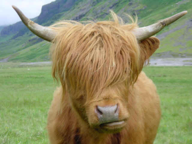 [highland+cow.jpg]