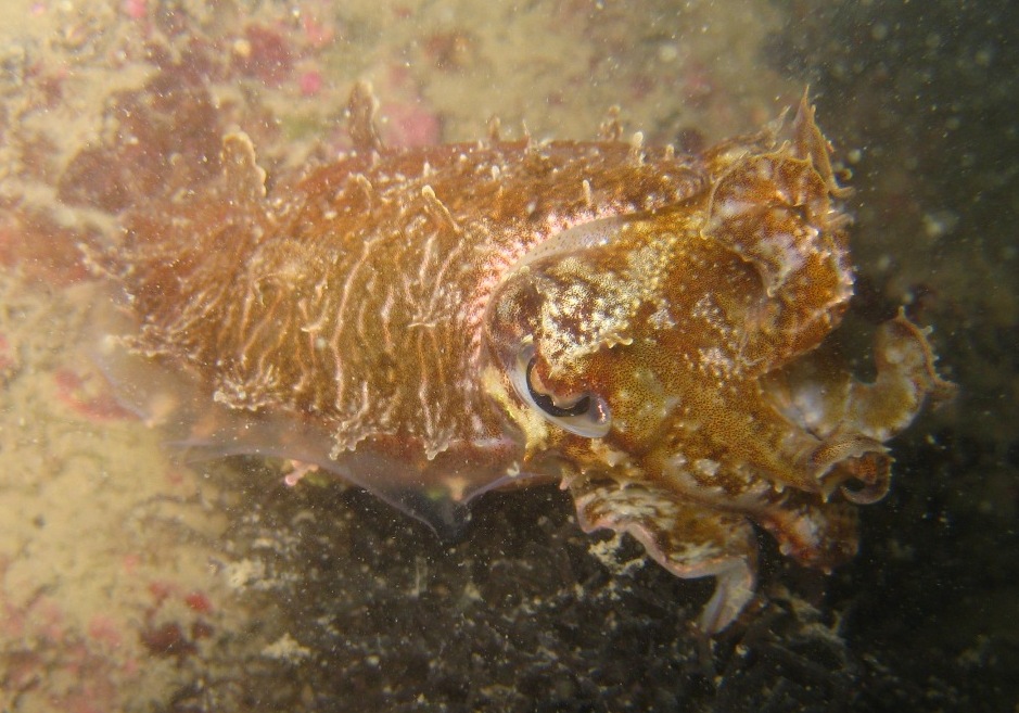 [cuttlefish~~+(8).JPG]