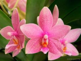 [pink+orchids.jpg]