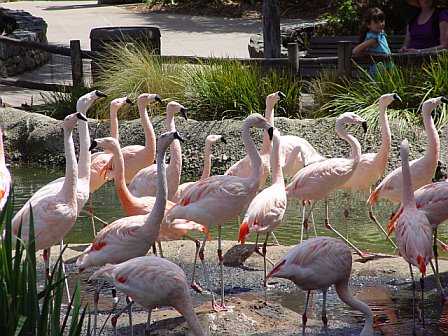 [Wild+Animal+Park_flamingos.jpg]