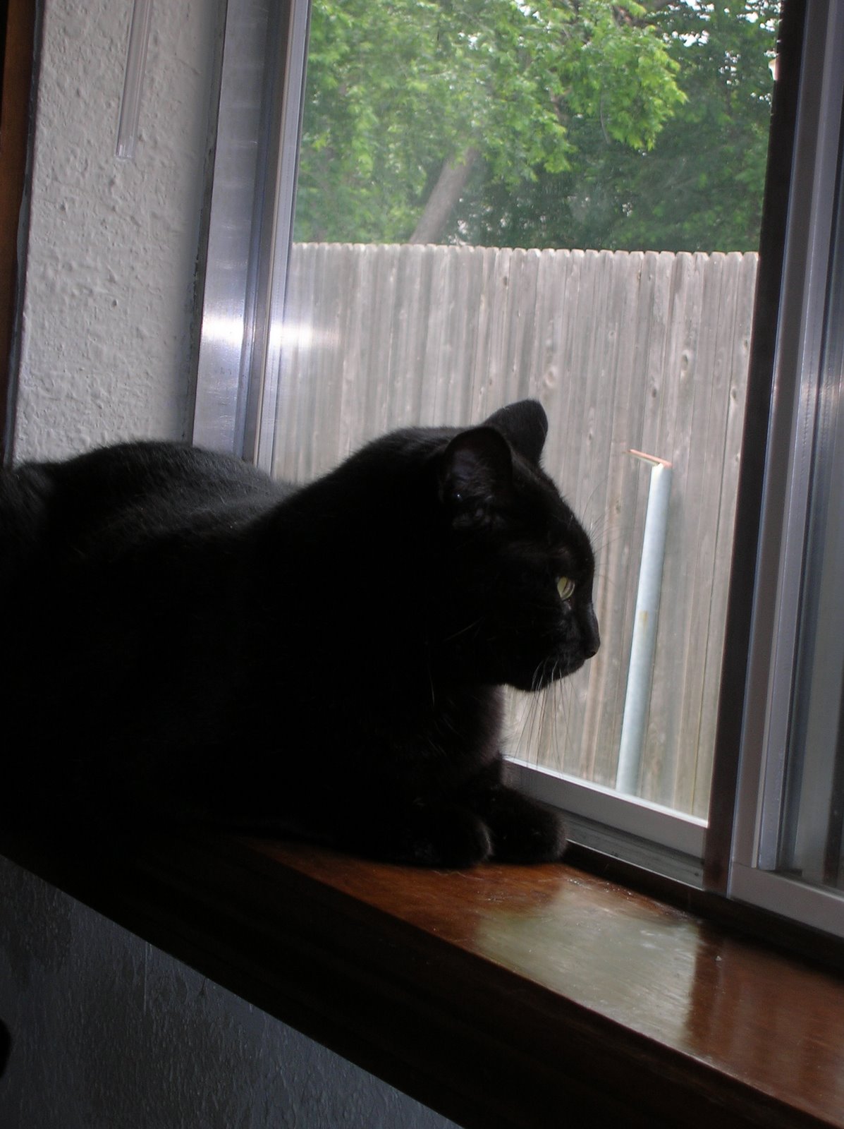 [cats+under+table+and+in+window+006.jpg]