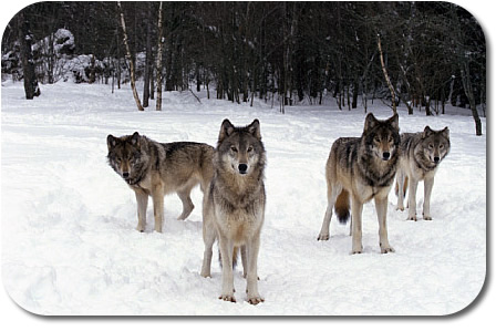 [wolves+with+rounded+edges.jpg]