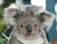 [Koala_Baby.jpg]
