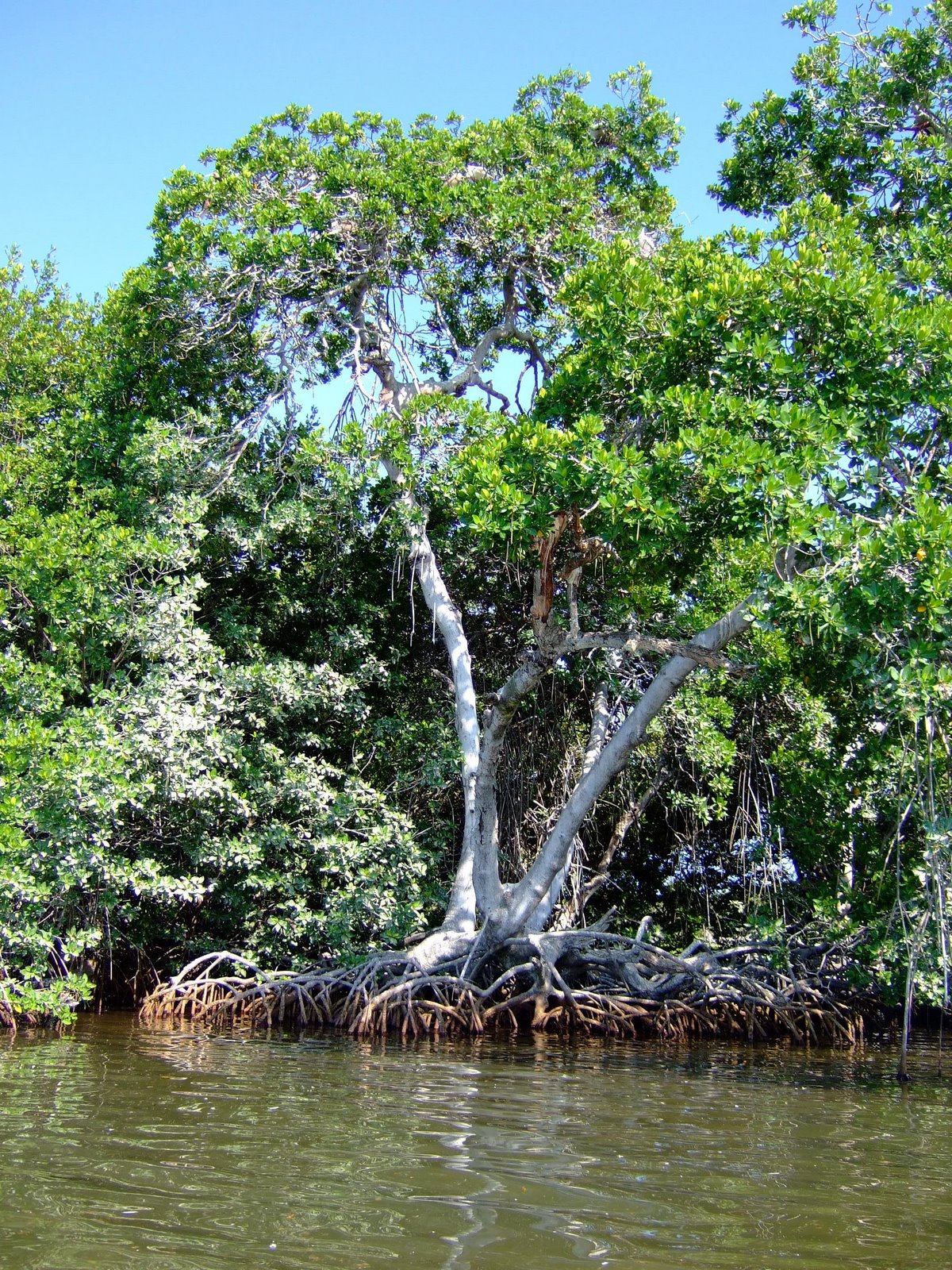 [mangrove+tree+Aves.jpg]
