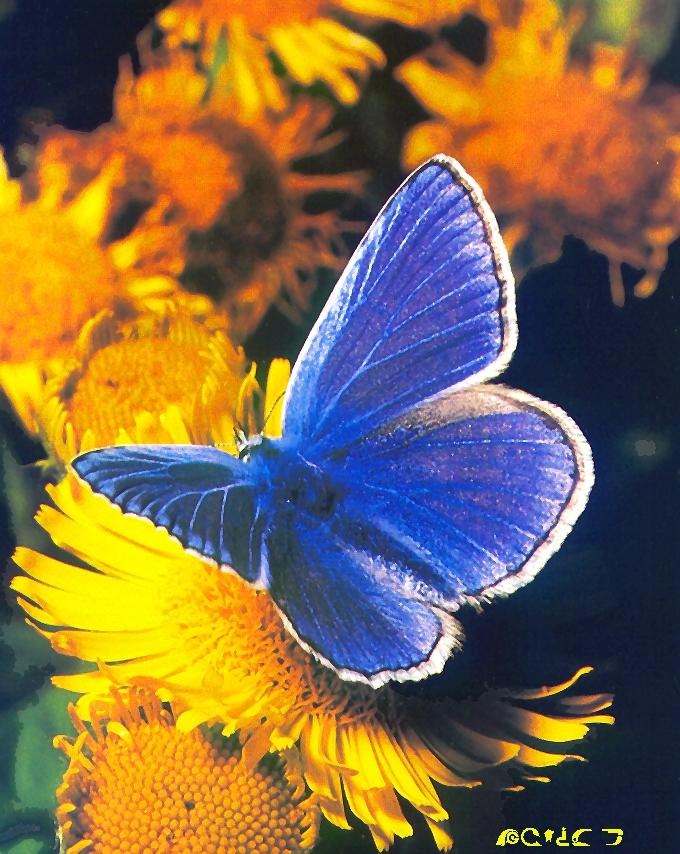 [Common+Blue+Butterfly.jpg]