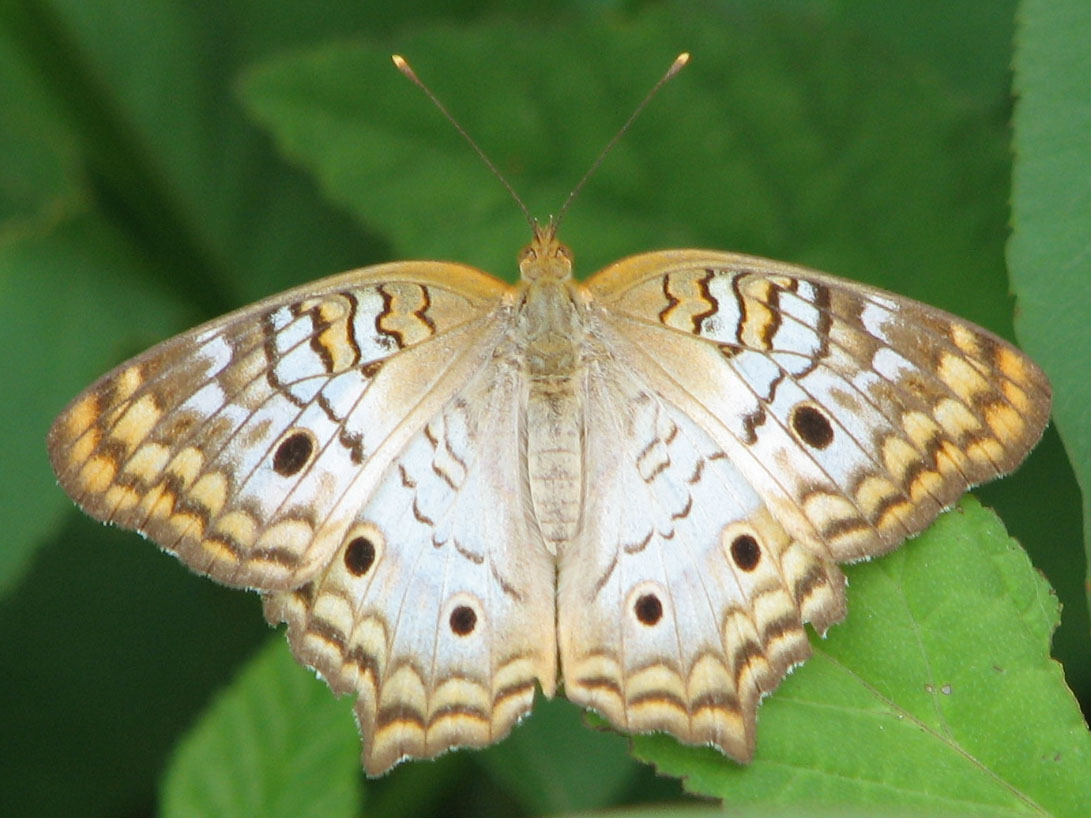 [White+Peacock+Butterfly+2.jpg]