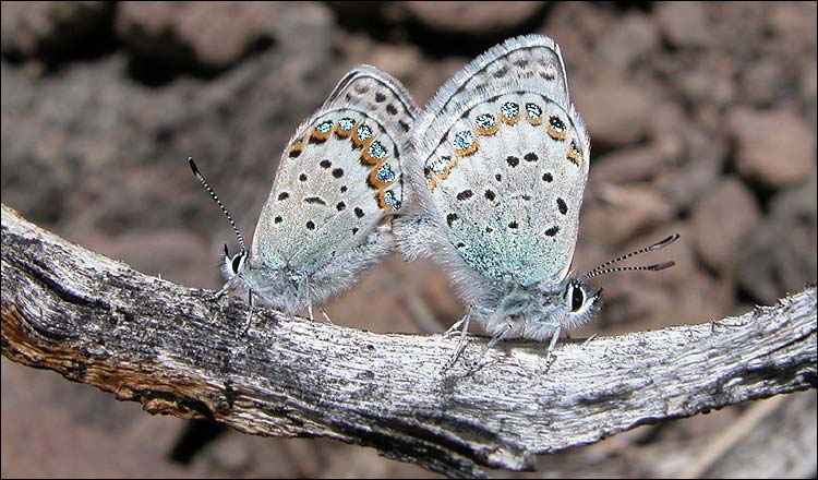 [Hybrid+Blue+Butterfly+Species+-+alpine+Lycaeides.jpg]
