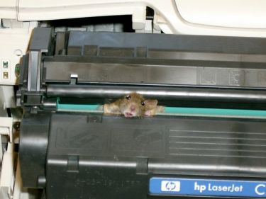 [mouse+in+printer.jpg]