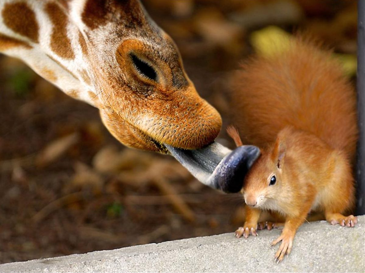 [giraffe&squirrel.jpg]