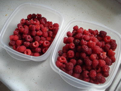 [1+raspberries.JPG]