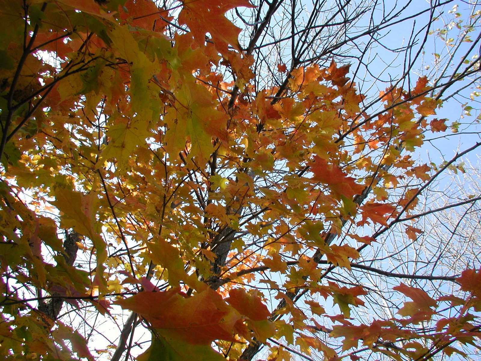 [autumn+photo3+-+Oct+06+003.JPG]