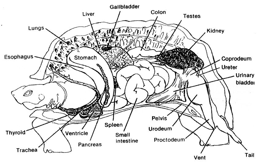[turtleanatomy1.jpg]