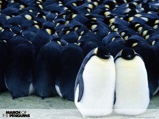 [penguin_huddle.jpg]