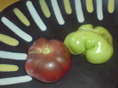 [tomatoe.jpg]
