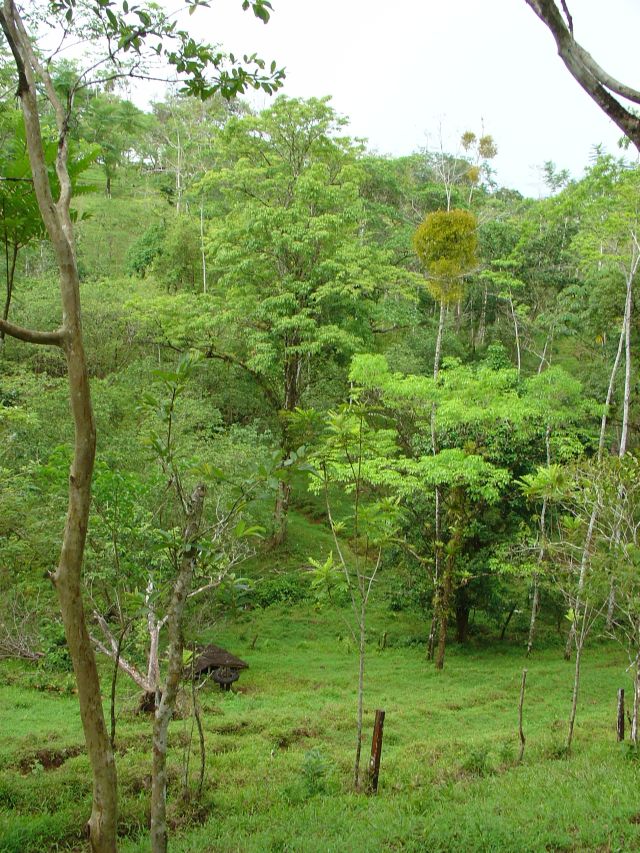 [Costa+Rica+reforestation+land+01.jpg]