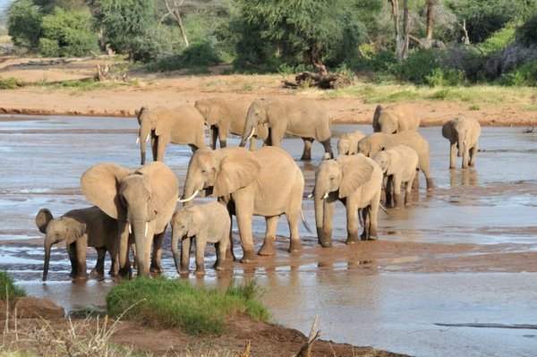 [Elephant-river-crossing--Samburu-National-Reserve-Kenya.jpg]