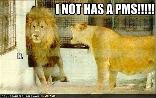 [funny-pictures-girl-lion-yells-at-boy-lion.jpg]