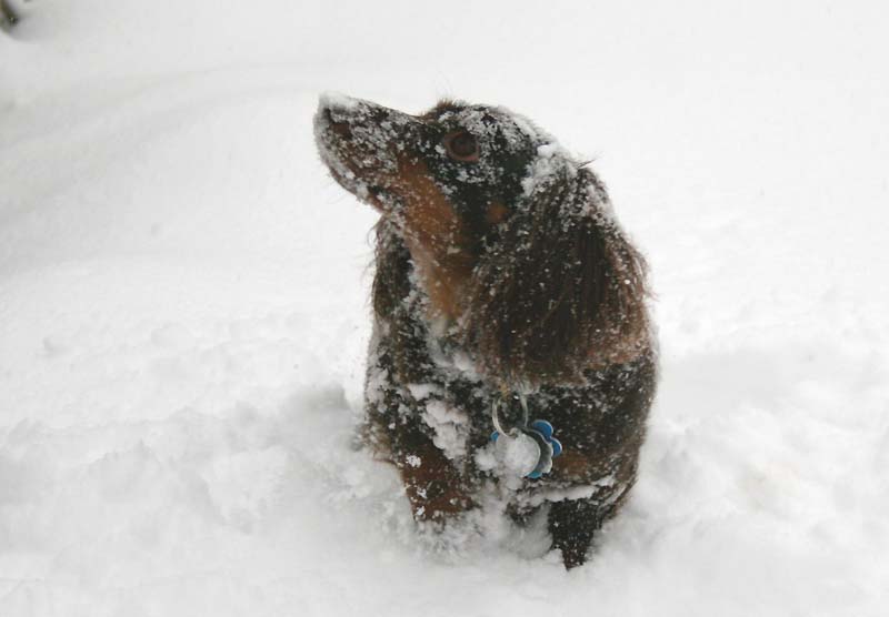 [0105.emma+snow+dog.jpg]