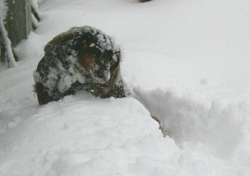 [0110.emma+snow+dog.jpg]