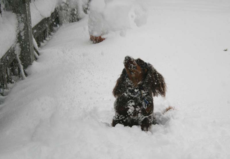 [0102.emma+snow+dog.jpg]