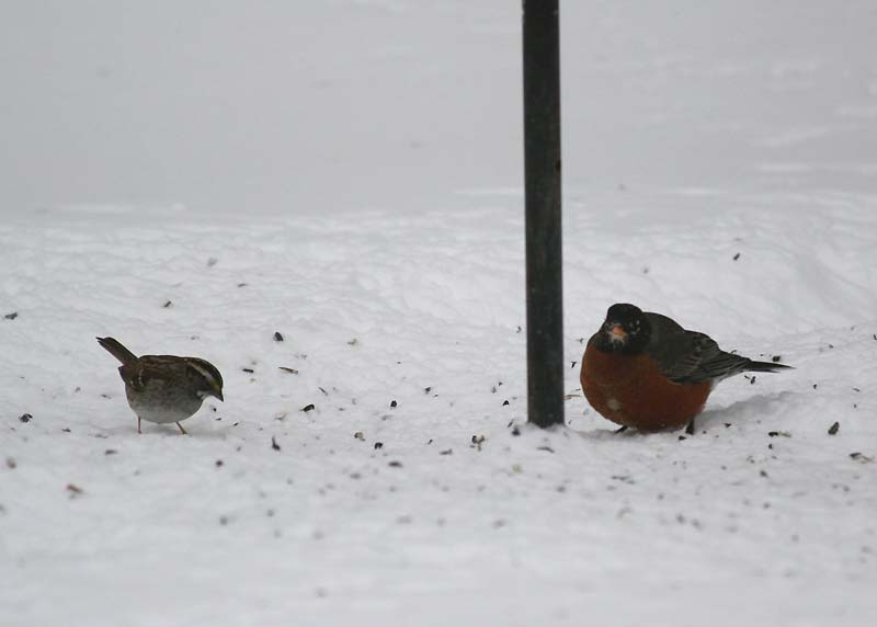 [0140.ohio+blizzard+'08.sparrow.robin.jpg]