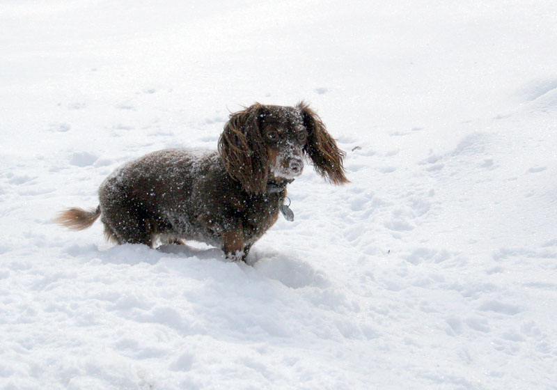 [5086.emma+snow+dog.jpg]