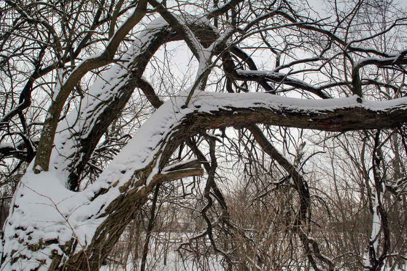 [5183.snow+branches.jpg]