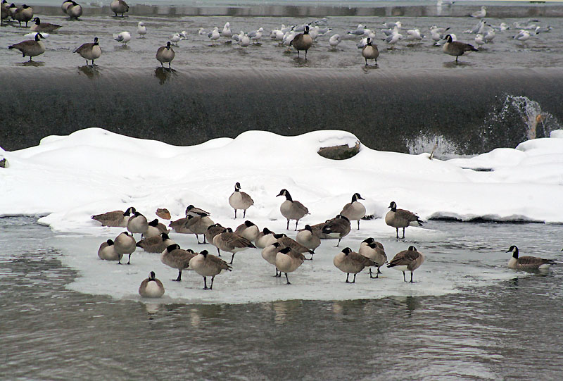 [5193.geese.gulls.ducks.jpg]