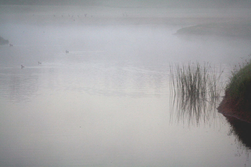 [8001.misty+morning.jpg]