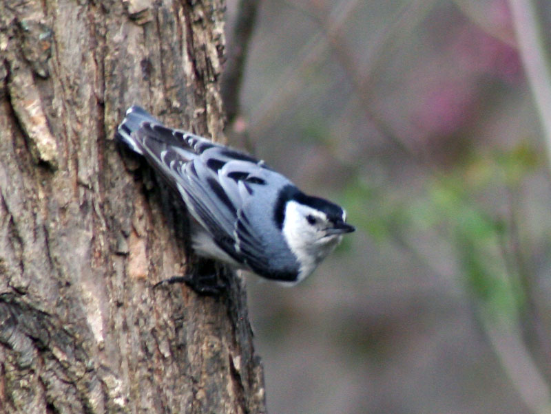 [9792.white-breasted+nuthatch.jpg]
