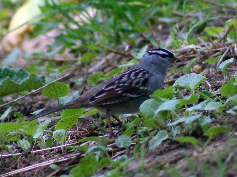 [0022.white-crowned+sparrow.jpg]