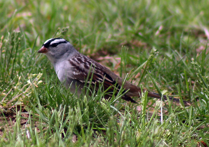 [0031.white-crowned+sparrow.jpg]