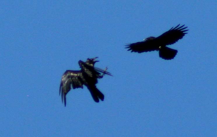 [3161.raven+and+crow.jpg]