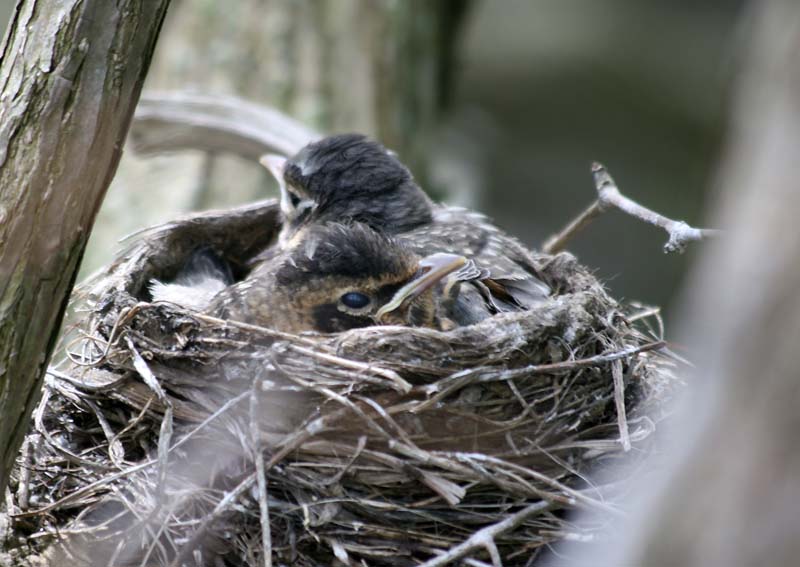 [1545.magee+marsh.robin+nest.jpg]