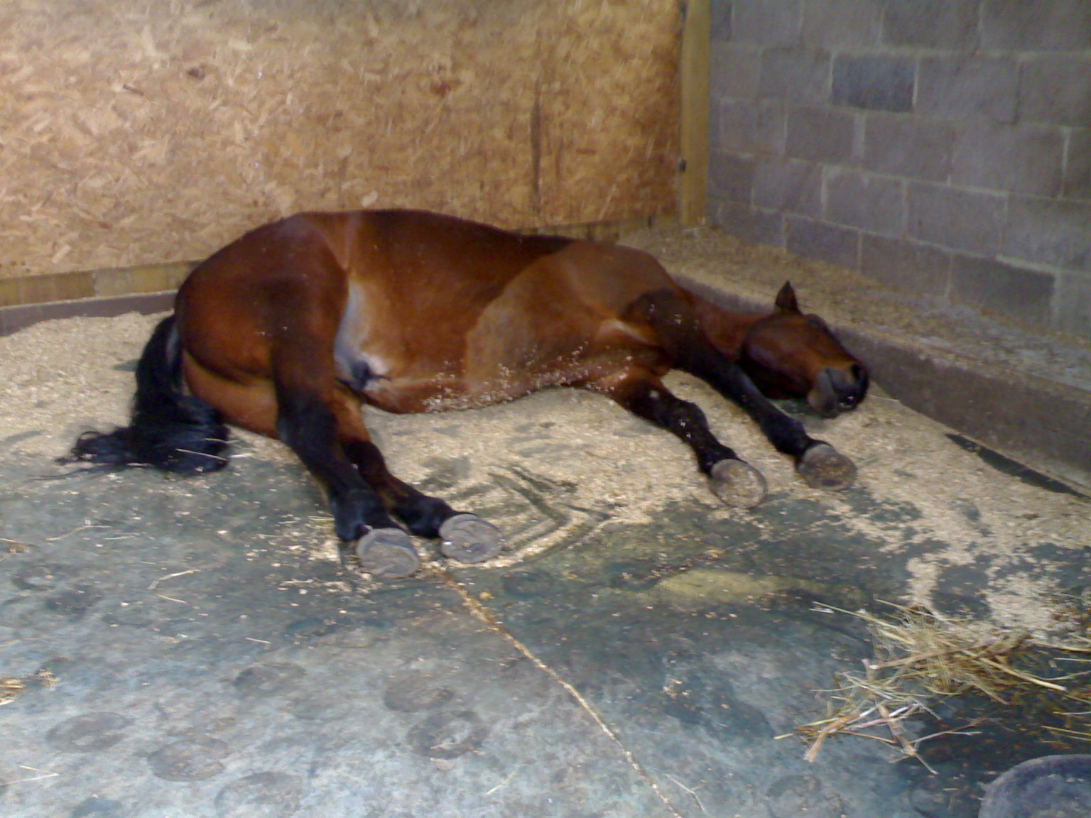 [polo+asleep.jpg]