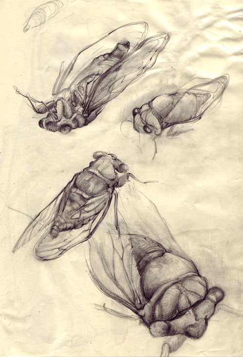 [cicada_study.jpg]
