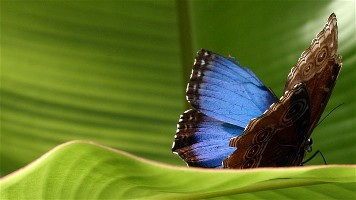 [butterflies3.jpg]