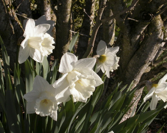 [spring+daffodils.JPG]