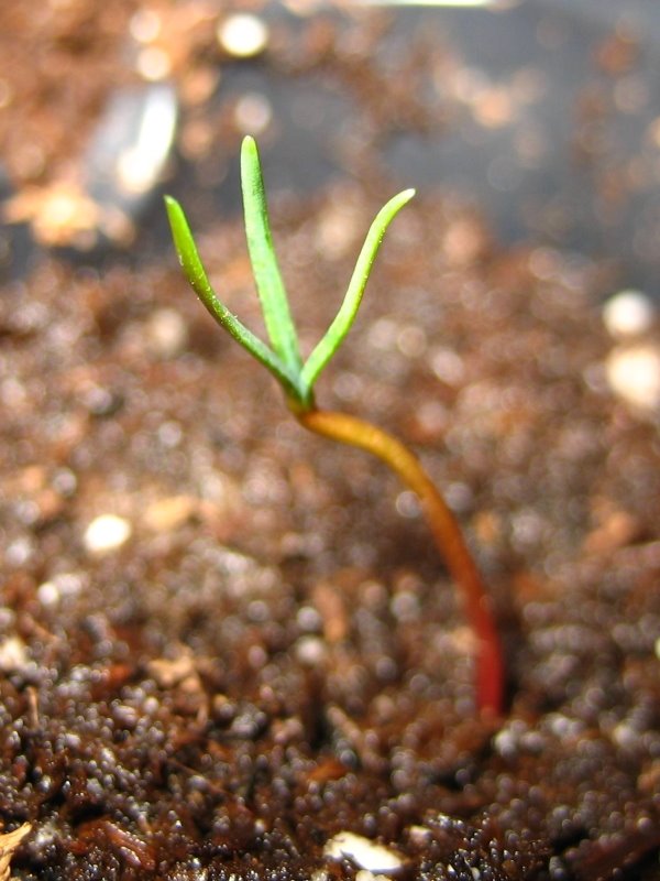 [2007-05-05+-+seed_1+-+cotyledons+opening+upwards+-+from+side+-+600x800.jpg]