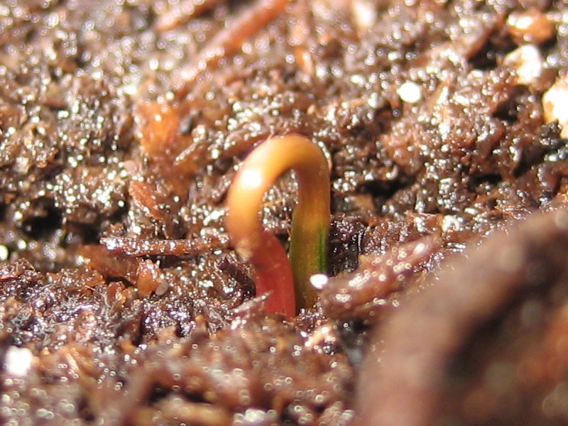 [seed_1-first_sprout_close-up-1-800x600.jpg]