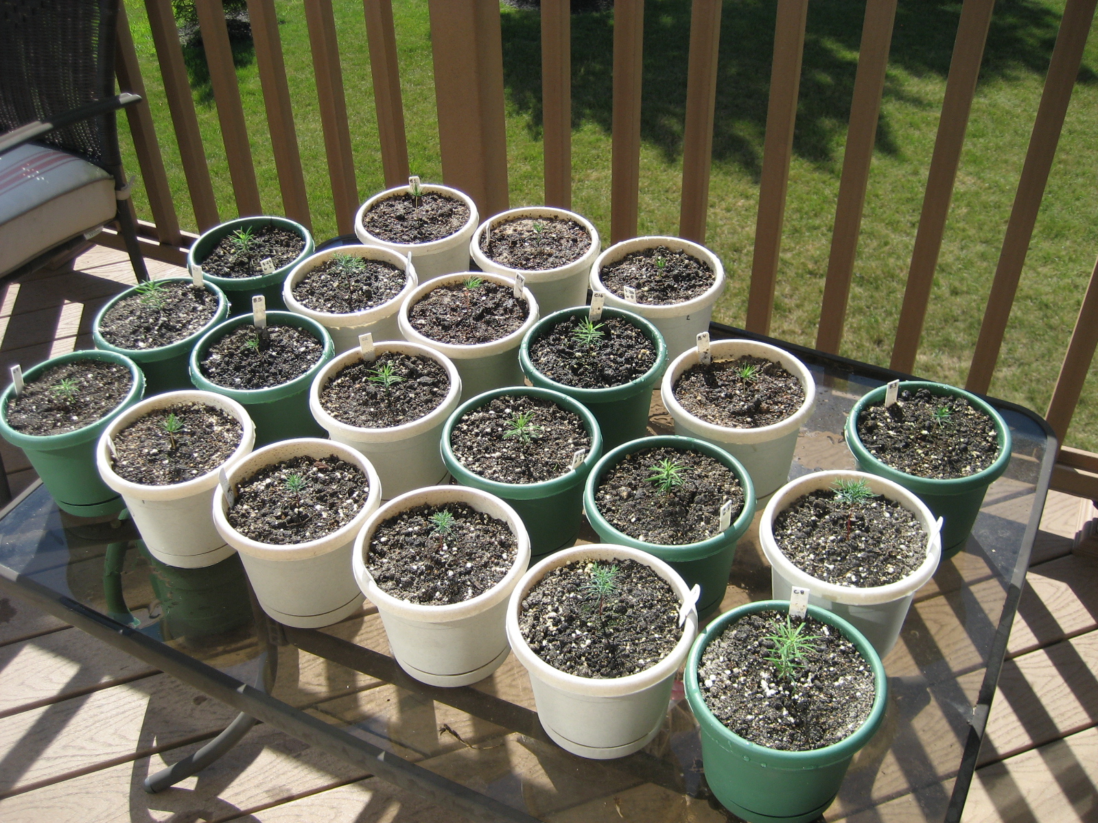 [2007-07-21+-+seed+seedlings+outside.jpg]