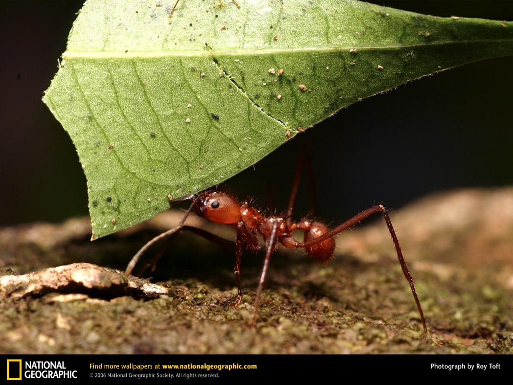 [leaf-cutter-ant-795324.jpg]