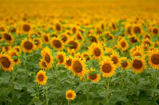 [sun+flower.jpg]