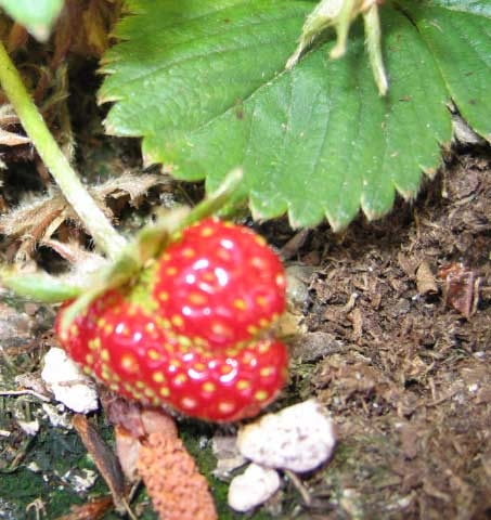 [First+Strawberry.JPG]