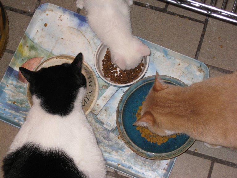 [cats+eating.jpg]