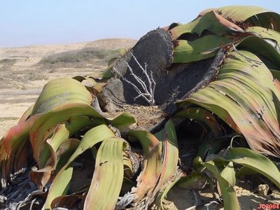 [welwitschia.jpg]