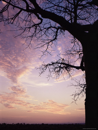[764-152~Sunset-Behind-Baobab-Tree-Tarangire-National-Park-Tanzania-East-Africa-Africa-Posters.jpg]