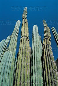 [arizona-grand-canyon-cactus-~-F0010994.jpg]